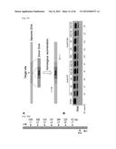 COMPOSITION FOR CLEAVING A TARGET DNA COMPRISING A GUIDE RNA SPECIFIC FOR     THE TARGET DNA AND CAS PROTEIN-ENCODING NUCLEIC ACID OR CAS PROTEIN, AND     USE THEREOF diagram and image