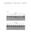 COMPOSITION FOR CLEAVING A TARGET DNA COMPRISING A GUIDE RNA SPECIFIC FOR     THE TARGET DNA AND CAS PROTEIN-ENCODING NUCLEIC ACID OR CAS PROTEIN, AND     USE THEREOF diagram and image