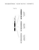 COMPOSITION FOR CLEAVING A TARGET DNA COMPRISING A GUIDE RNA SPECIFIC FOR     THE TARGET DNA AND CAS PROTEIN-ENCODING NUCLEIC ACID OR CAS PROTEIN, AND     USE THEREOF diagram and image