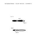 COMPOSITION FOR CLEAVING A TARGET DNA COMPRISING A GUIDE RNA SPECIFIC FOR     THE TARGET DNA AND CAS PROTEIN-ENCODING NUCLEIC ACID OR CAS PROTEIN, AND     USE THEREOF diagram and image