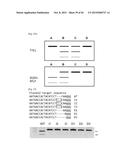 COMPOSITION FOR CLEAVING A TARGET DNA COMPRISING A GUIDE RNA SPECIFIC FOR     THE TARGET DNA AND CAS PROTEIN-ENCODING NUCLEIC ACID OR CAS PROTEIN, AND     USE THEREOF diagram and image