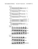 COMPOSITION FOR CLEAVING A TARGET DNA COMPRISING A GUIDE RNA SPECIFIC FOR     THE TARGET DNA AND CAS PROTEIN-ENCODING NUCLEIC ACID OR CAS PROTEIN, AND     USE THEREOF diagram and image