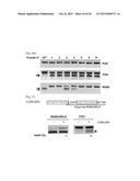 COMPOSITION FOR CLEAVING A TARGET DNA COMPRISING A GUIDE RNA SPECIFIC FOR     THE TARGET DNA AND CAS PROTEIN-ENCODING NUCLEIC ACID OR CAS PROTEIN, AND     USE THEREOF diagram and image