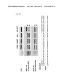 COMPOSITION FOR CLEAVING A TARGET DNA COMPRISING A GUIDE RNA SPECIFIC FOR     THE TARGET DNA AND CAS PROTEIN-ENCODING NUCLEIC ACID OR CAS PROTEIN, AND     USE THEREOF diagram and image