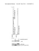 COMPOSITION FOR CLEAVING A TARGET DNA COMPRISING A GUIDE RNA SPECIFIC FOR     THE TARGET DNA AND CAS PROTEIN-ENCODING NUCLEIC ACID OR CAS PROTEIN, AND     USE THEREOF diagram and image