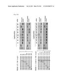 COMPOSITION FOR CLEAVING A TARGET DNA COMPRISING A GUIDE RNA SPECIFIC FOR     THE TARGET DNA AND CAS PROTEIN-ENCODING NUCLEIC ACID OR CAS PROTEIN, AND     USE THEREOF diagram and image