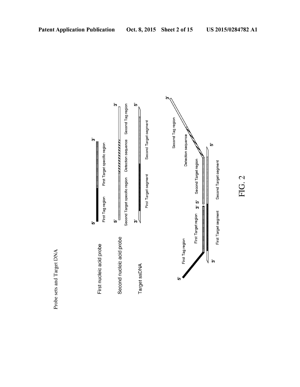 METHOD FOR THE SIMULTANEOUS DETECTION OF MULTIPLE NUCLEIC ACID SEQUENCES     IN A SAMPLE - diagram, schematic, and image 03