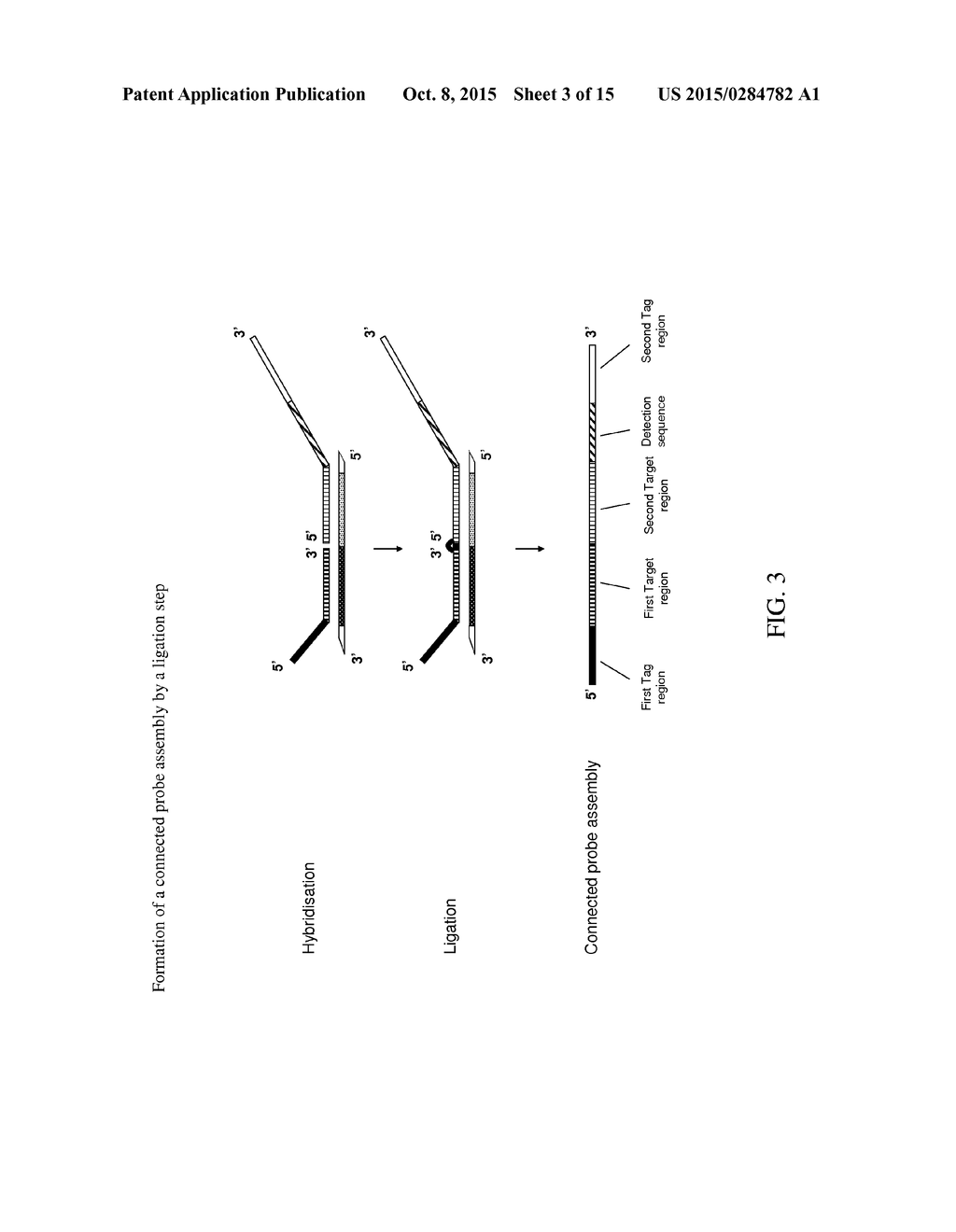 METHOD FOR THE SIMULTANEOUS DETECTION OF MULTIPLE NUCLEIC ACID SEQUENCES     IN A SAMPLE - diagram, schematic, and image 04