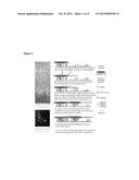 Compositions and Methods for the Diagnosis of Retinal Neovascularization diagram and image