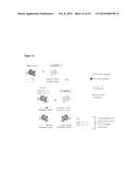 Compositions and Methods for the Diagnosis of Retinal Neovascularization diagram and image