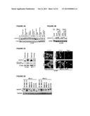 IASPP PHOSPHORYLATION AND METASTATIC POTENTIAL diagram and image