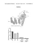 IASPP PHOSPHORYLATION AND METASTATIC POTENTIAL diagram and image