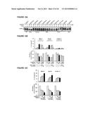 IASPP PHOSPHORYLATION AND METASTATIC POTENTIAL diagram and image