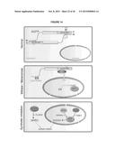 IASPP PHOSPHORYLATION AND METASTATIC POTENTIAL diagram and image