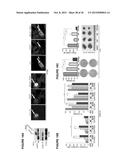 IASPP PHOSPHORYLATION AND METASTATIC POTENTIAL diagram and image