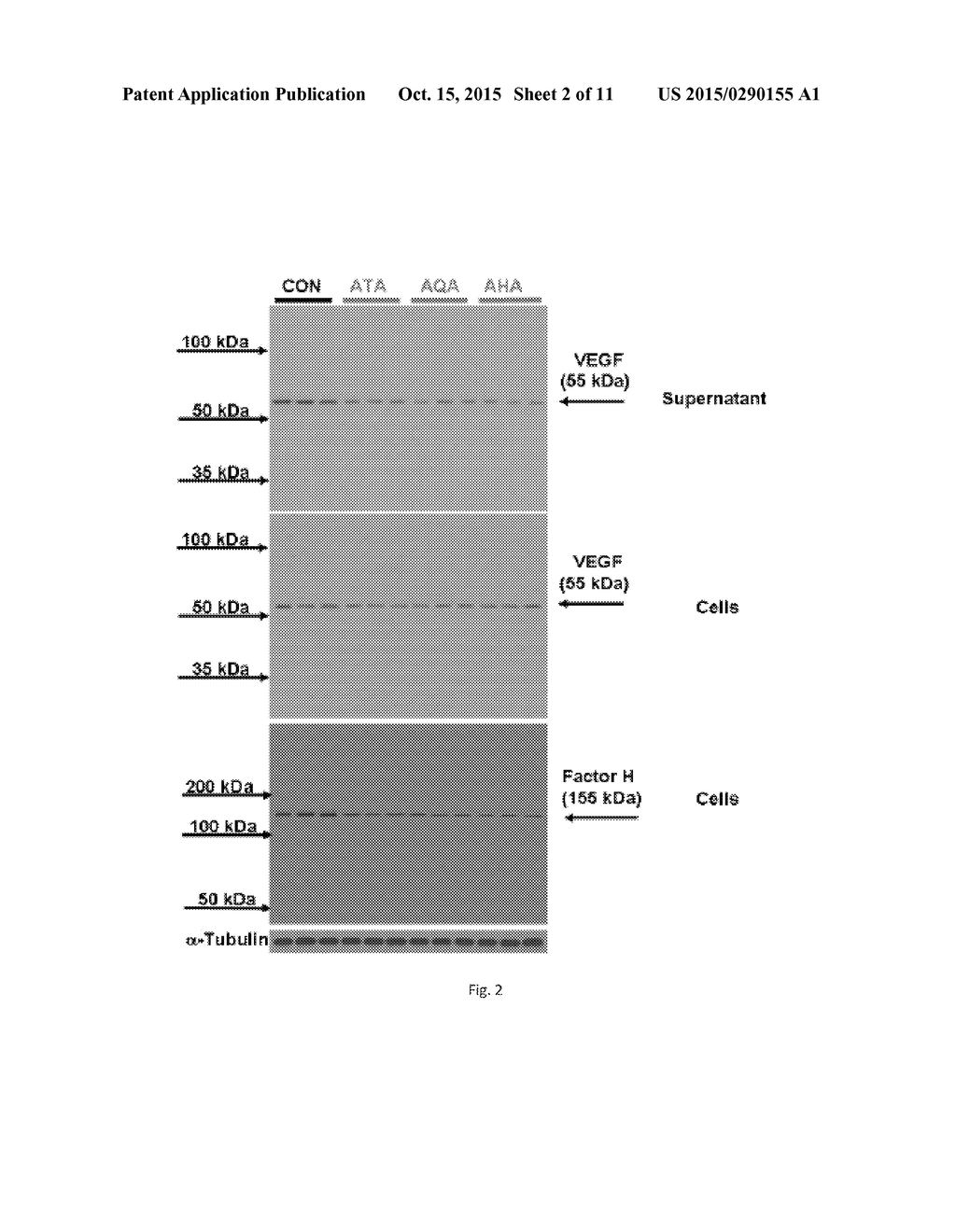 METHODS AND KITS FOR PREVENTION AND TREATMENT OF CANCER - diagram, schematic, and image 03