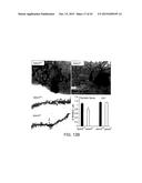 PRO-NEUROGENIC COMPOUNDS diagram and image