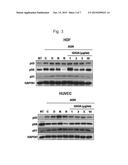 COMPOSITION FOR INHIBITING CELLULAR SENESCENCE COMPRISING     QUERCETIN-3-O-beta-D-GLUCURONIDE diagram and image