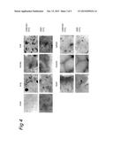 TARGETED INTRACELLULAR DELIVERY OF ANTIVIRAL AGENTS diagram and image