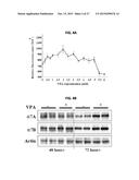 METHODS OF TREATING MUSCULAR DYSTROPHY diagram and image