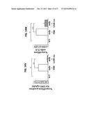 METHODS OF TREATING MUSCULAR DYSTROPHY diagram and image