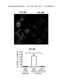 METHODS OF TREATING MUSCULAR DYSTROPHY diagram and image