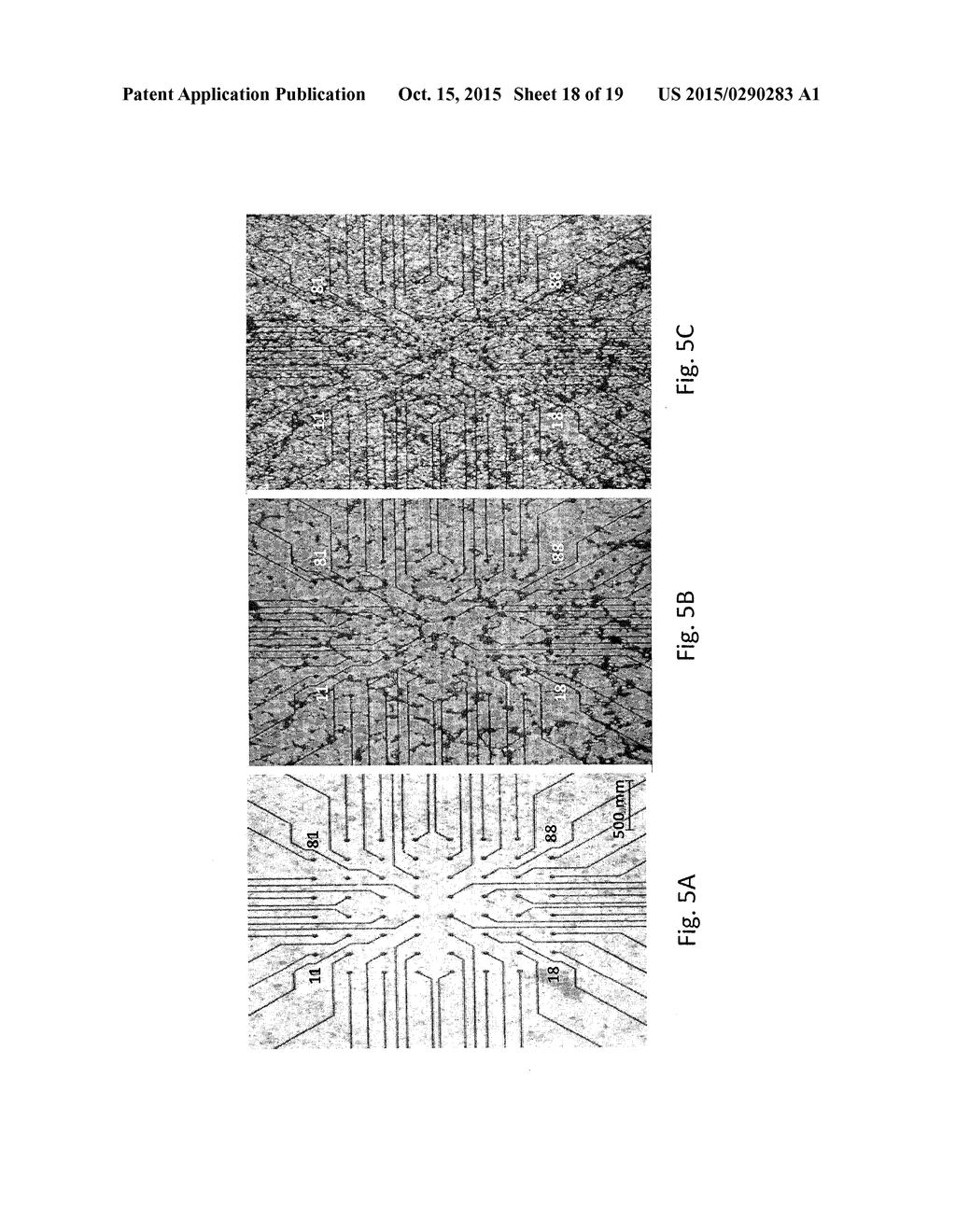 LIGHT-SENSITIVE PUMPS FOR SUPPRESSION OF CARDIAC ACTIVITY - diagram, schematic, and image 19