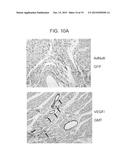 ANGIOGENIC CONDITIONING TO ENHANCE CARDIAC CELLULAR REPROGRAMMING OF     FIBROBLASTS OF THE INFARCTED MYOCARDIUM diagram and image