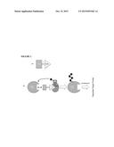 IMIDE-BASED MODULATORS OF PROTEOLYSIS AND ASSOCIATED METHODS OF USE diagram and image