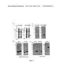 BIOTINYLATED PROTEIN diagram and image