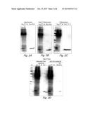 MODIFIED BIOTIN-BINDING PROTEIN diagram and image