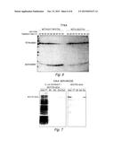 MODIFIED BIOTIN-BINDING PROTEIN diagram and image