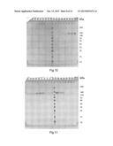 SPIDER SILK FUSION PROTEIN STRUCTURES FOR BINDING TO AN ORGANIC TARGET diagram and image