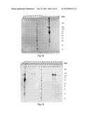 SPIDER SILK FUSION PROTEIN STRUCTURES FOR BINDING TO AN ORGANIC TARGET diagram and image