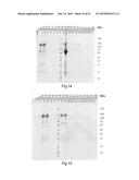 SPIDER SILK FUSION PROTEIN STRUCTURES FOR BINDING TO AN ORGANIC TARGET diagram and image