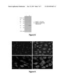 Compositions and Methods for Redox Modulated Proteins diagram and image