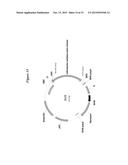 Methods and Vectors for Generating Asialylated Immunoglobulins diagram and image