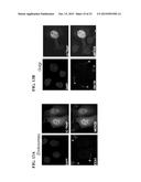 PHOTOCLEAVABLE LINKER diagram and image