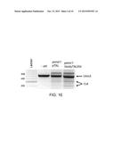 GENOME EDITING diagram and image