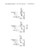 GENOME EDITING diagram and image