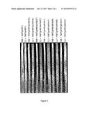 BROAD-SPECTRUM RESISTANCE TO BACTERIAL BLIGHT diagram and image