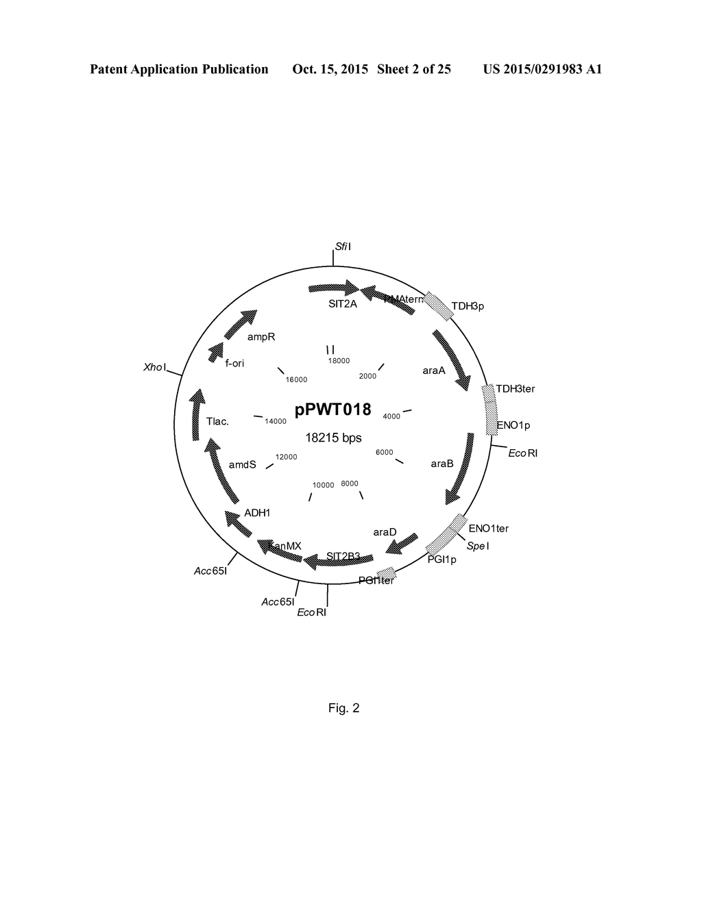 CELL SUITABLE FOR FERMENTATION OF A MIXED SUGAR COMPOSITION - diagram, schematic, and image 03