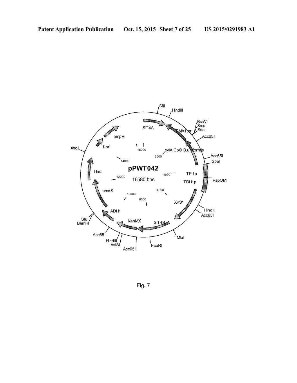 CELL SUITABLE FOR FERMENTATION OF A MIXED SUGAR COMPOSITION - diagram, schematic, and image 08