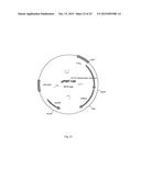 CELL SUITABLE FOR FERMENTATION OF A MIXED SUGAR COMPOSITION diagram and image