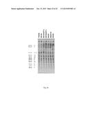 CELL SUITABLE FOR FERMENTATION OF A MIXED SUGAR COMPOSITION diagram and image