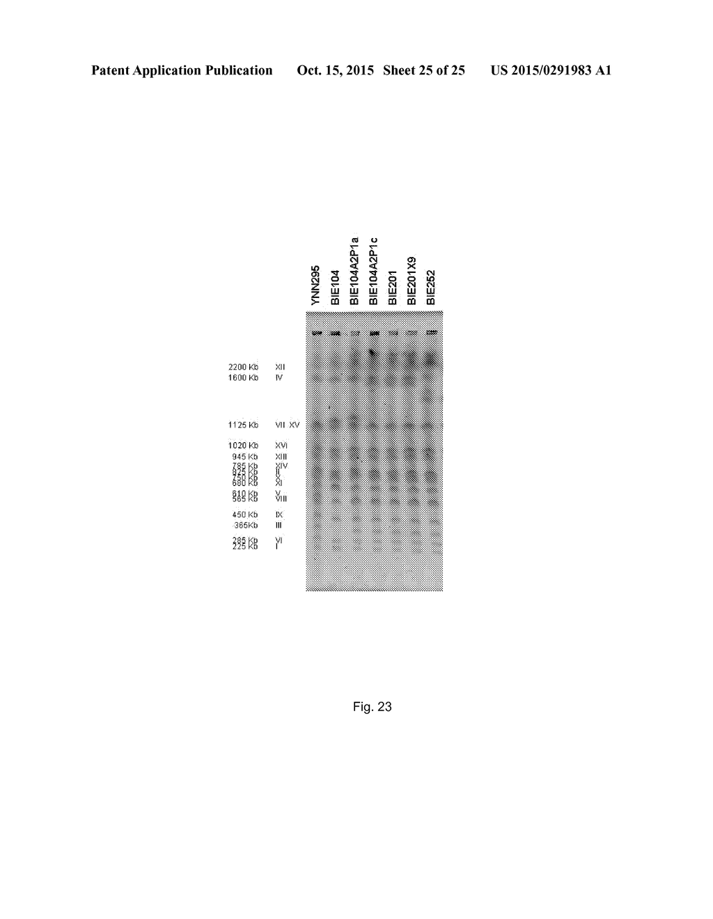 CELL SUITABLE FOR FERMENTATION OF A MIXED SUGAR COMPOSITION - diagram, schematic, and image 26