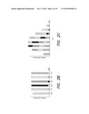 ACCURATE AND INTERFERENCE-FREE MULTIPLEXED QUANTITATIVE PROTEOMICS USING     MASS SPECTROMETRY diagram and image