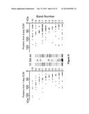 EXTRACELLULAR MATRIX PROTEINS FROM HAEMOPHILUS INFLUENZAE BIOFILMS:     TARGETS FOR THERAPEUTIC OR DIAGNOSTIC USE diagram and image