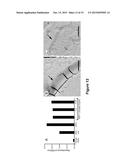 EXTRACELLULAR MATRIX PROTEINS FROM HAEMOPHILUS INFLUENZAE BIOFILMS:     TARGETS FOR THERAPEUTIC OR DIAGNOSTIC USE diagram and image