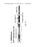 METHODS FOR HEAD AND NECK CANCER PROGNOSIS diagram and image